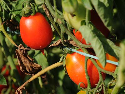 Piennolo_02 Piennolo-Tomaten kurz vor der Ernte