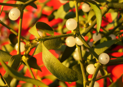 mistelzweig Weihnachtliche Mistelzweige