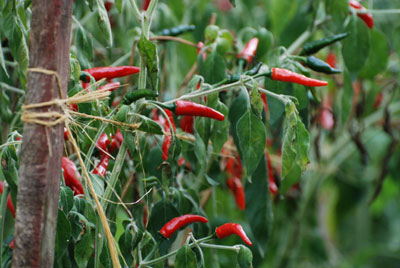 peperocini pflanze Peperoncini im Garten von Americo Quattrociocchi