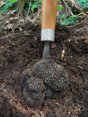 Trüffel werden aus dem Waldboden gegraben