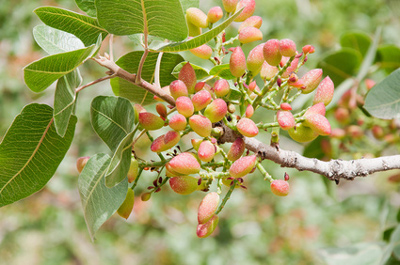 Reifende Pistazien aus Bronte am Baum