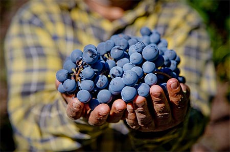 Nebbiolo-Traube