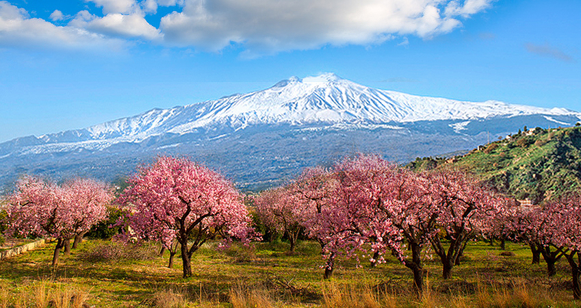 Mandelblüte auf Sizilien