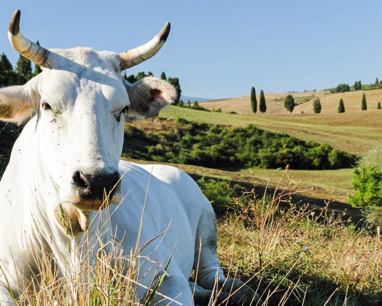 ein majestätisches weißes Chianina-Rind liegt auf einer grünen Weide in der Toskana und blickt in die Kamera