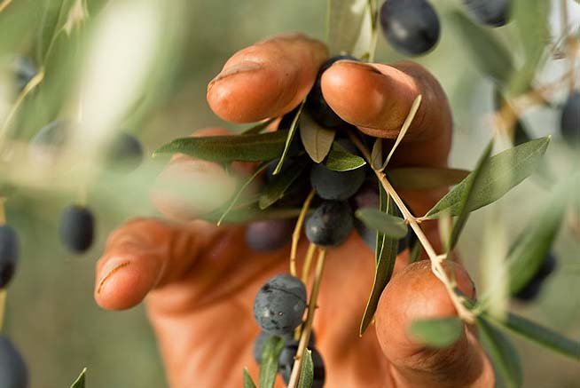 Olivenöl mit Zitrone - Bioqualität