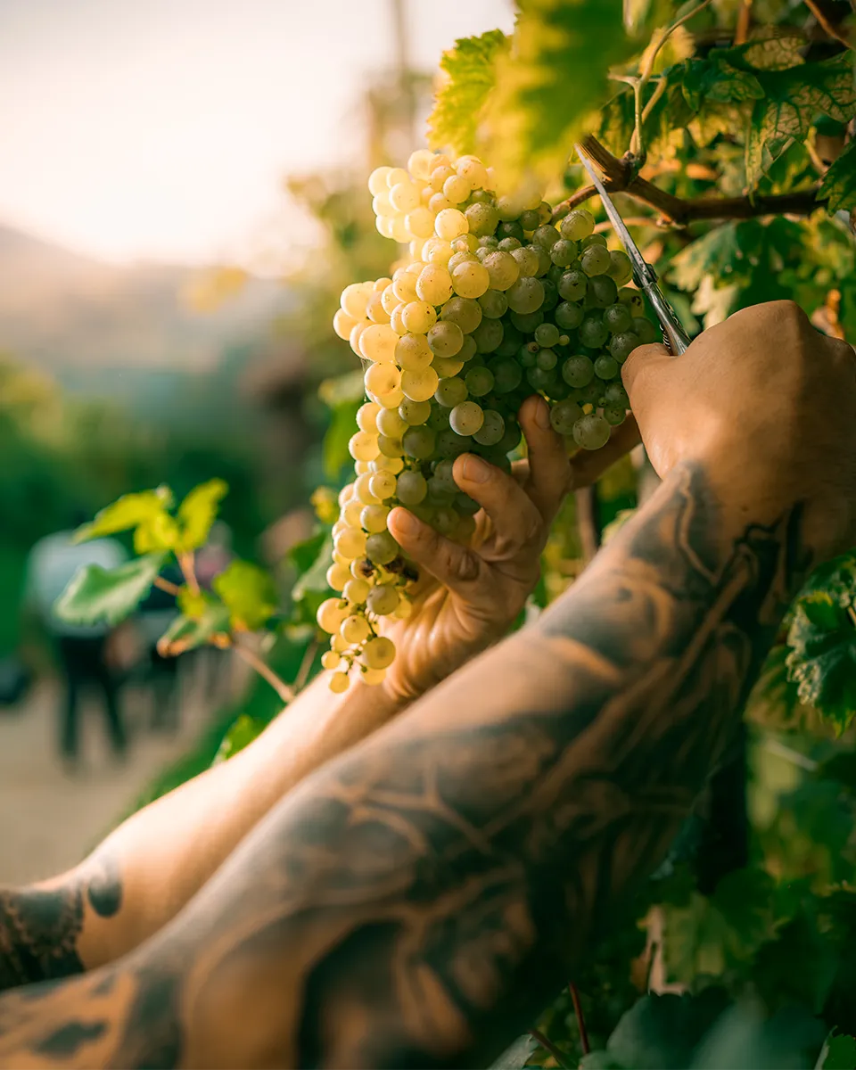 Drusian Weinlese Handarbeit September