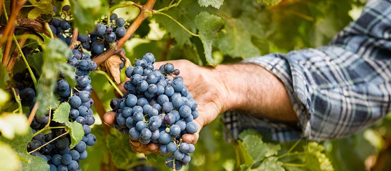 Primitivo Rosato IGP -Roséwein