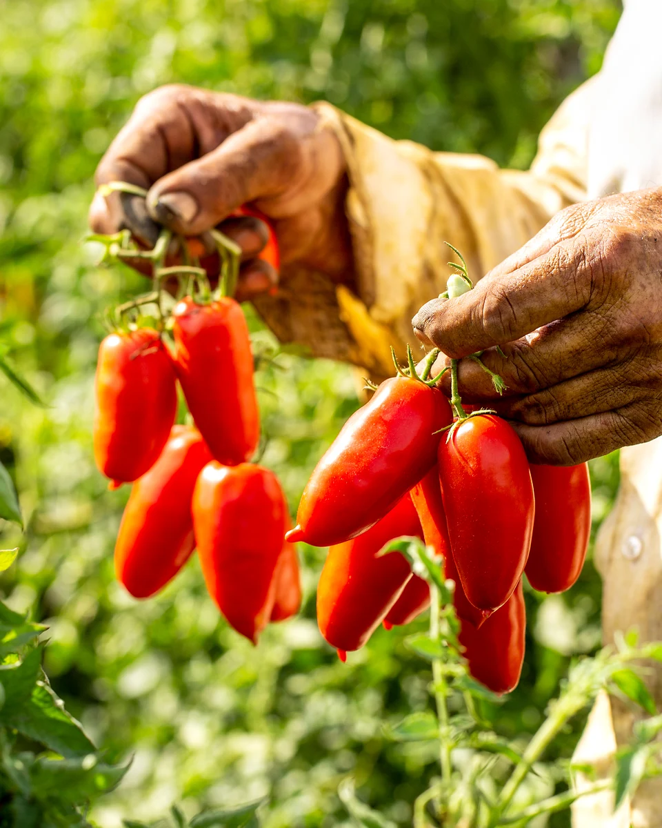 Vollreife San-Marzano-Tomaten werden von Hand geerntet